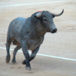 Encastes-de-toros
